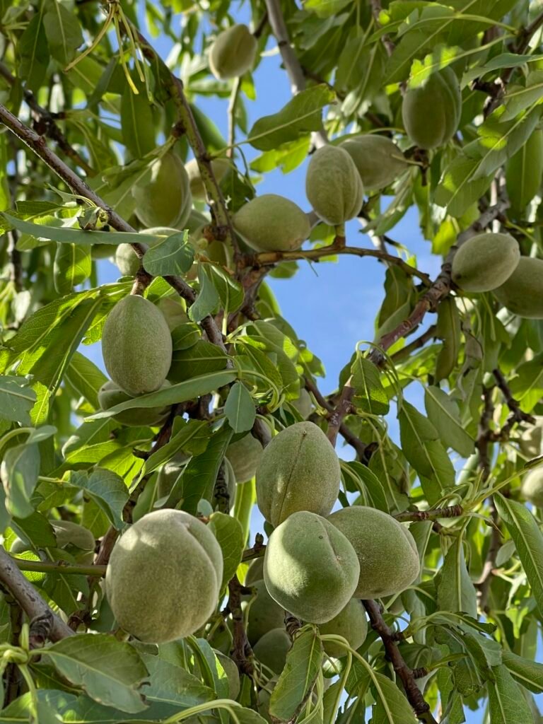 Taze Çağla (Yeşil Badem)